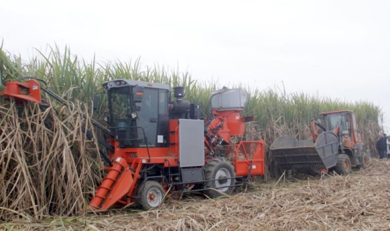 Harvesting Guitang 44 sugarcane variety mechanically in Guangxi, China.
