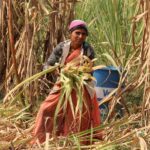 Farmer applying fertilizer following Sugarcane fertilization guidelines 2026