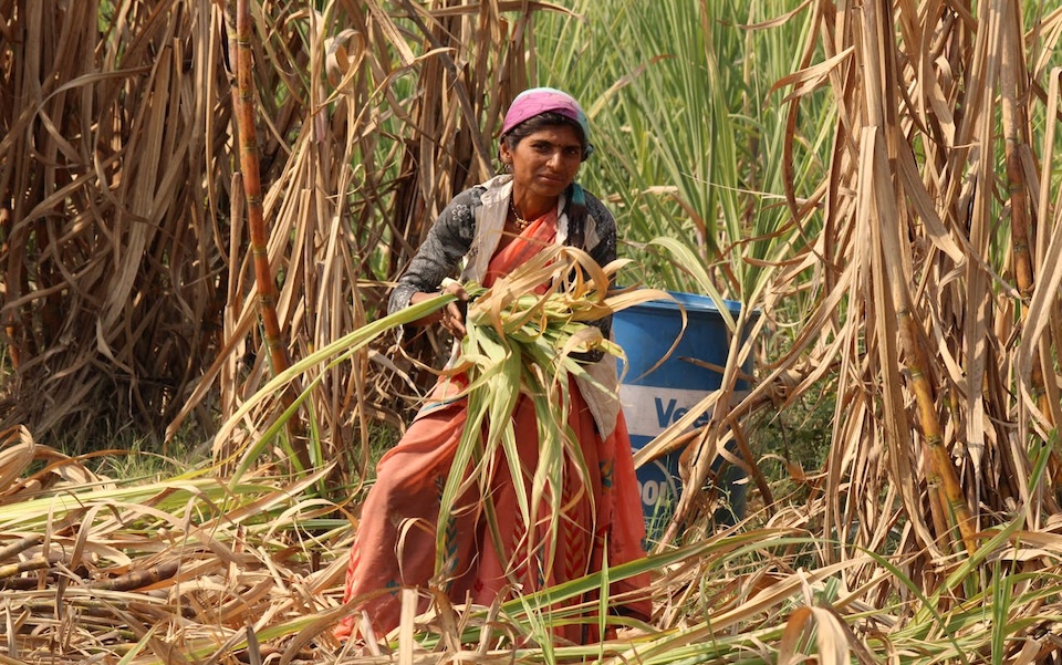 Farmer applying fertilizer following Sugarcane fertilization guidelines 2026