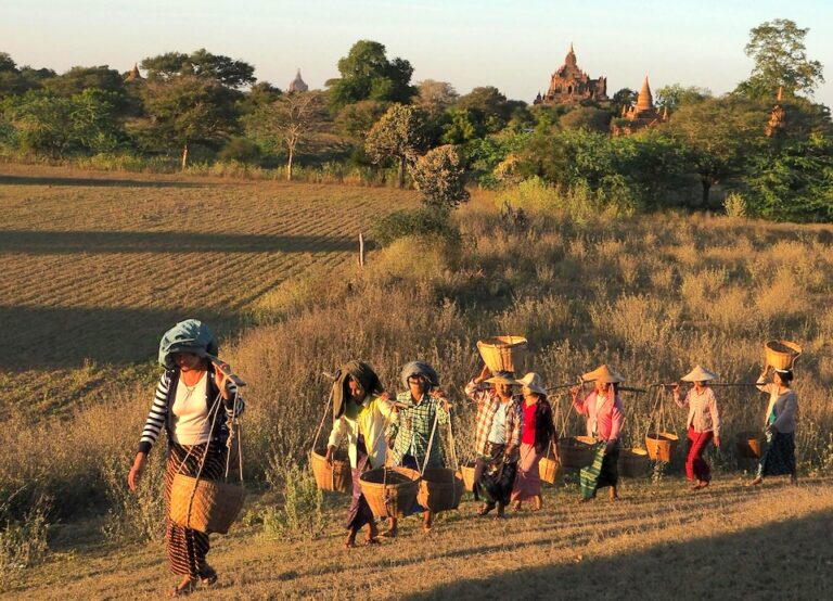 Yunnan Sugar Myanmar Sugarcane Substitution data table