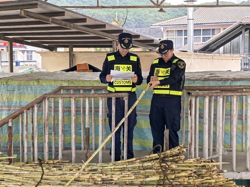 Chinese customs officers inspecting China Yunnan imported sugarcane at the border station during the 2025/26 season.