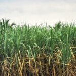 China Sugarcane Germplasm Repository database