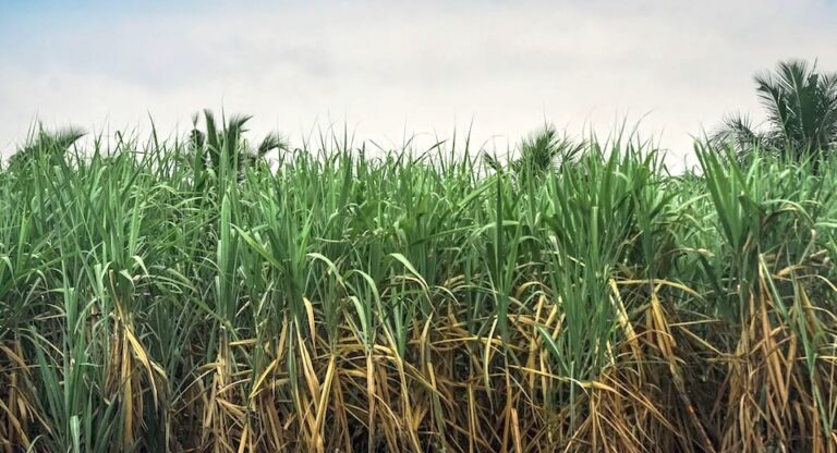 China Sugarcane Germplasm Repository database