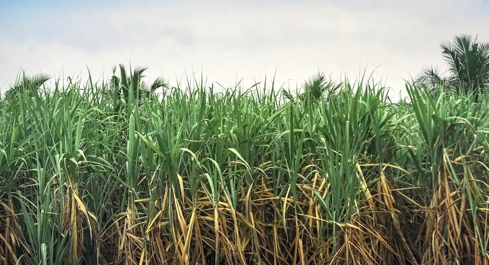 China Sugarcane Germplasm Repository database