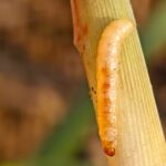 Sugarcane borer species yellow and striped borer larvae