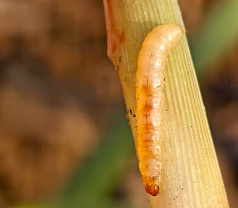 Sugarcane borer species yellow and striped borer larvae