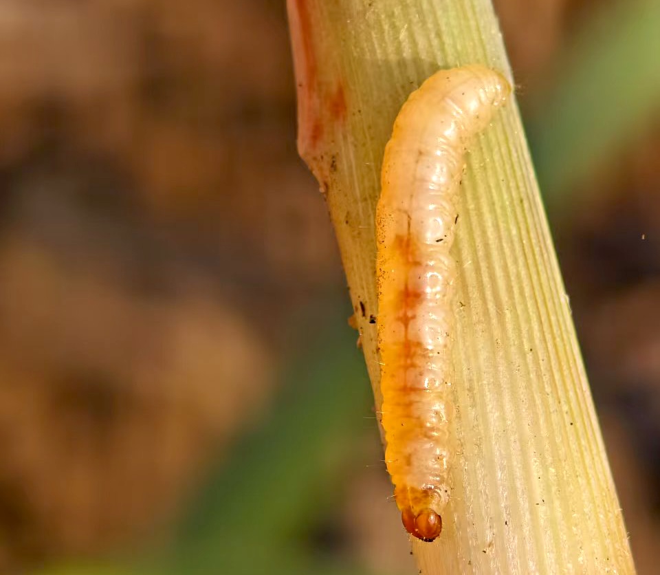 Sugarcane borer species yellow and striped borer larvae