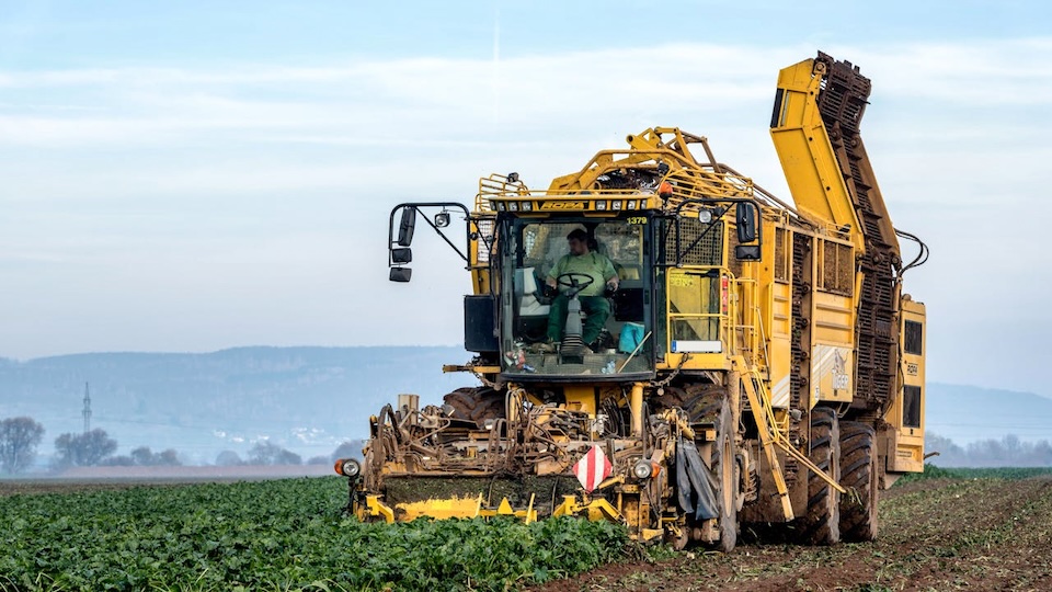 Modern sugar beet harvesting technology in Germany: A high-capacity ROPA Tiger harvester processing crops for the 2025/26 season