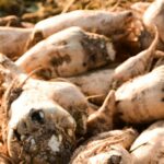 Farmers implementing the Spring Sugar Beet Production Technical Guidelines during springtime sowing and land preparation.