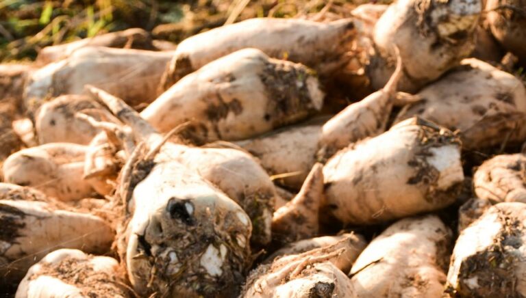 Farmers implementing the Spring Sugar Beet Production Technical Guidelines during springtime sowing and land preparation.