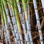 Yunzhe 081609 sugarcane variety agronomic yield and sucrose data analysis chart