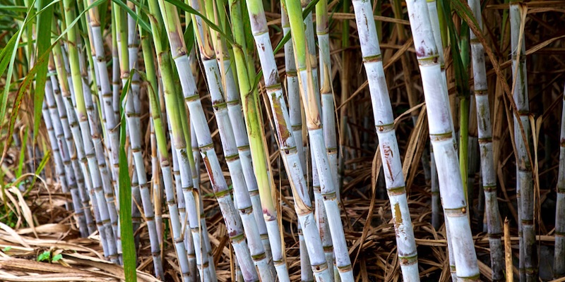 Yunzhe 081609 sugarcane variety agronomic yield and sucrose data analysis chart