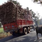 Sugarcane from Myanmar and Laos is exported to Yunnan