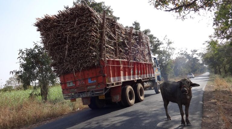 Sugarcane from Myanmar and Laos is exported to Yunnan