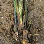 sugarcane waterlogging management field symptoms