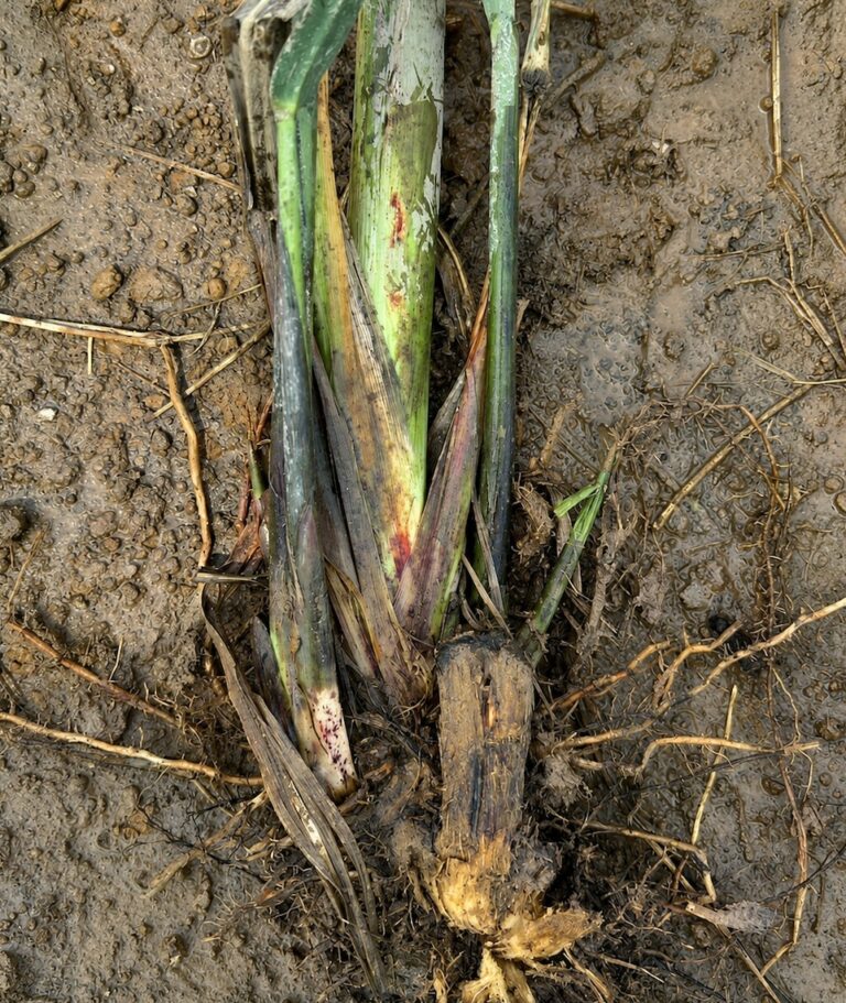 sugarcane waterlogging management field symptoms