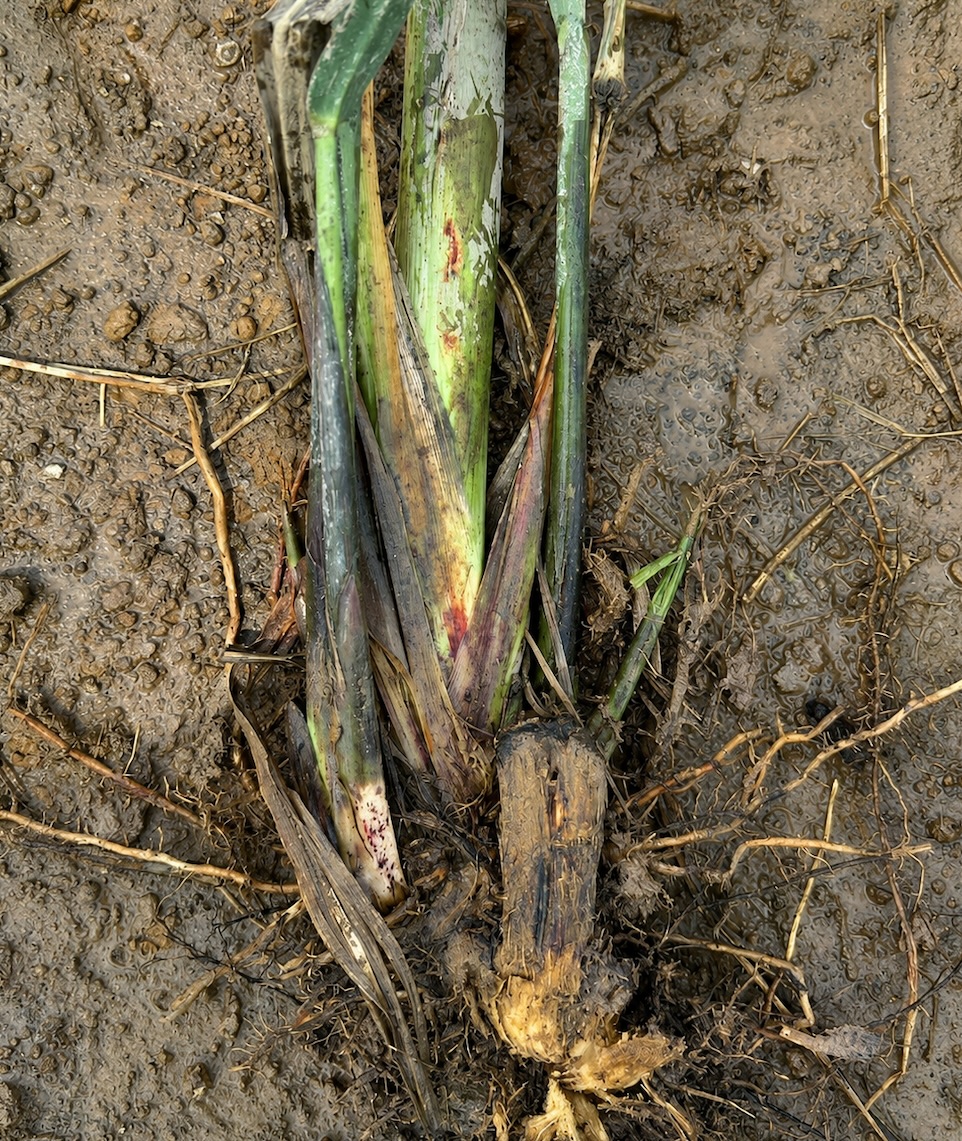sugarcane waterlogging management field symptoms