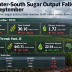 Brazil sugar production falls 41.6% in early September 2026