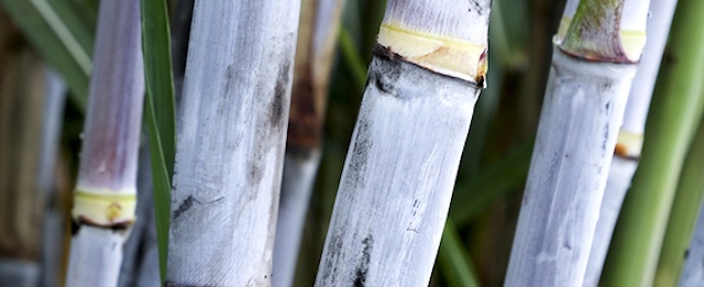 Yunzhe 08-1609 sugarcane stalk close-up
