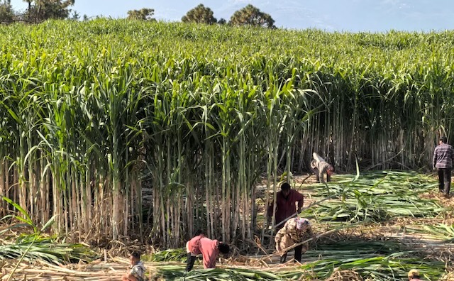 Aerial view of Yunzhe 08-1609 sugarcane plantation