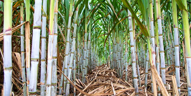 Freshly harvested sugarcane stalks