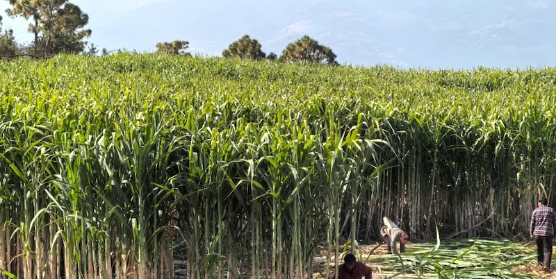 Aerial view of sugarcane plantation